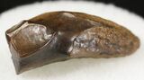 Triceratops Shed Tooth - Montana #20387-1